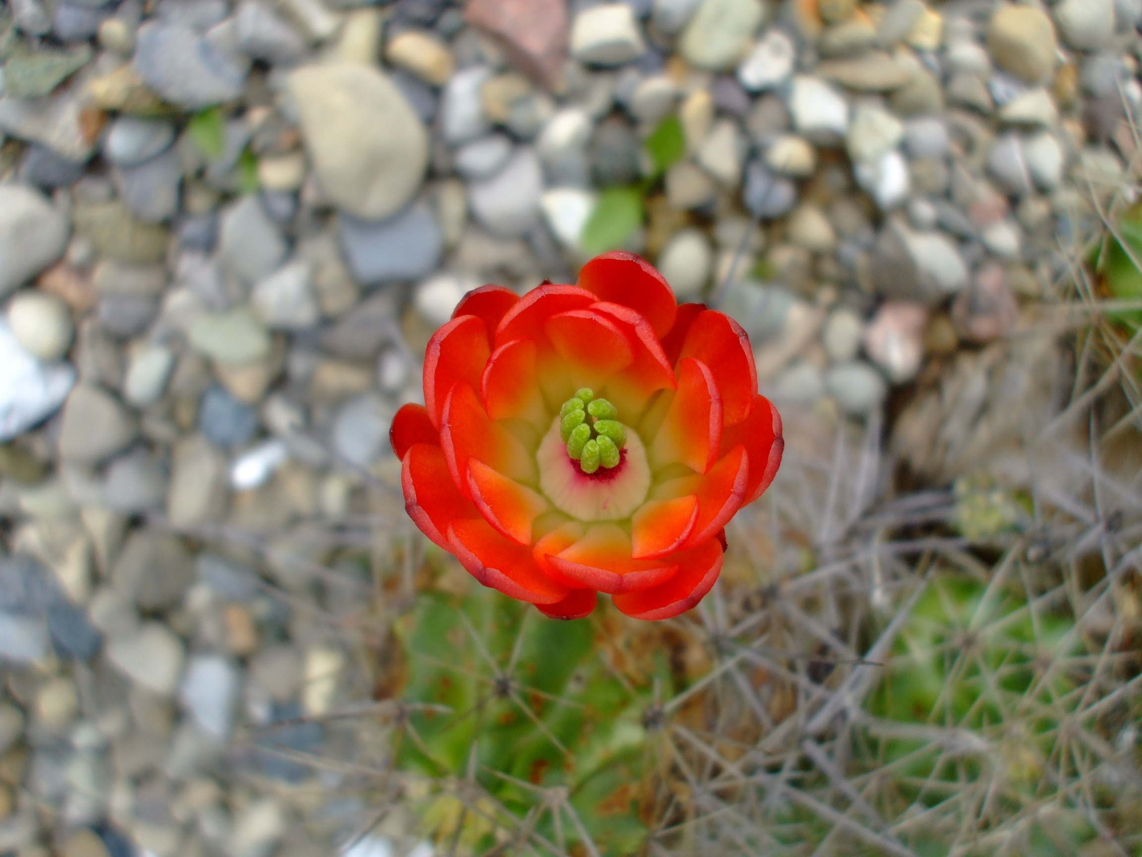 Echinocereus triglochidiatus